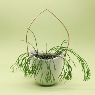 Suculenta de colección: rhipsalis