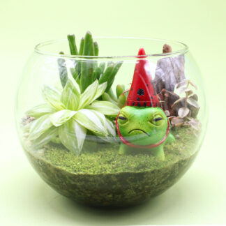Terrario ‘sapo verde’