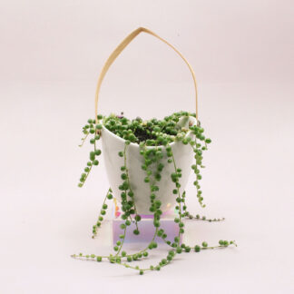 Suculenta de colección: camándula variegada