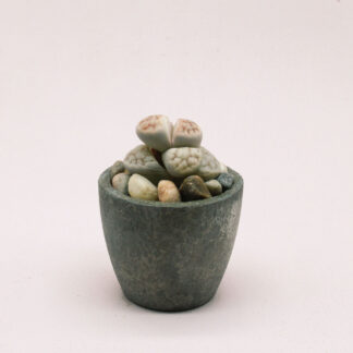 Suculenta de colección: piedras vivientes