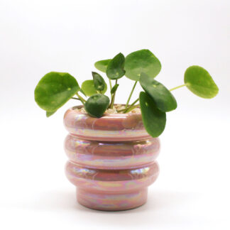 Planta china del dinero